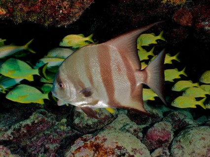 Atlantic spadefish (Chaetodipterus faber) with distinctive stripes, dive site John Pennekamp Coral