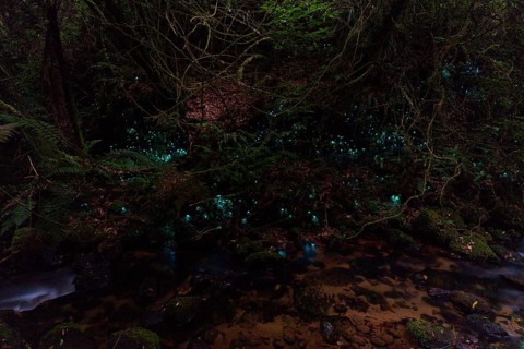 Bioluminescence, luminous glowworm (Arachnocampa luminosa), maggot of the fungus gnat