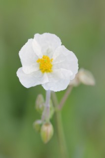 White rock-rose (Helianthemum apenninum), flower, Provence, southern France