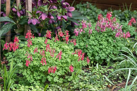Fingered Larkspur (Corydalis solida 'G.P.Baker')