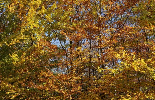 Heavily discoloured beech (Fagus) in the Blockheide nature park Park near Gmünd, Waldviertel, Lower