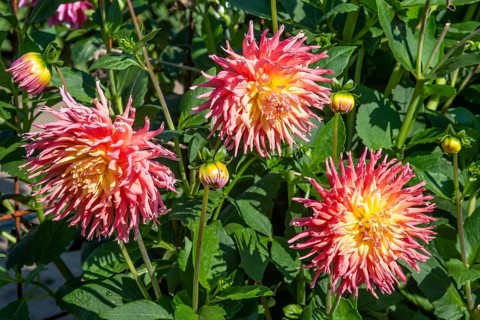 Flowering Dahlias (Dahlia), variety Fringed Star in the Dahlia Farm in Löderup, Ystad municipality,