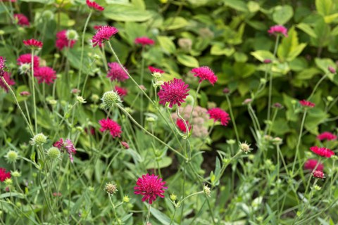 Macedonian widow flower (Knautia macedonica 'Mars Midget')