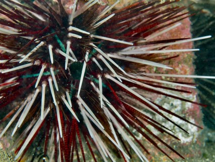 Close-up of a red and white sea urchin with strong spines, banded sea urchin (Echinothrix