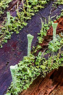 Close up at Trumpet cup lichen (Cladonia fimbriata) growing on a tree stump