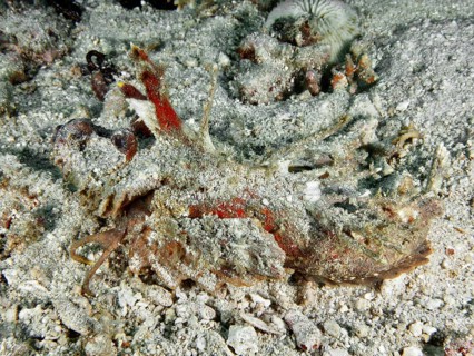A spiny devil fish (Inimicus didactylus) lies camouflaged between coral fragments and sand on the