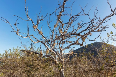 Boswellia sacra (synonym: Boswellia carteri), Galapagos, Ecuador