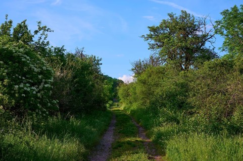 Field path between hedges in spring m blue sky, Wandersleben, Drei Gleichen, Thuringia, Germany