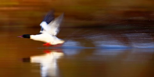 Goosander (Mergus merganser), drake at take-off from the water, tow, wiping effect, Middle Elbe