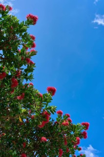 A tree with red flowers against a clear blue sky depicting a sunny summer day, Whiritoa, Wakaito,