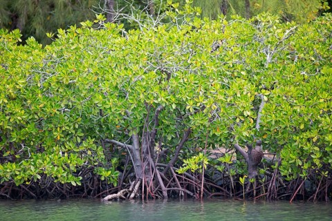Red mangroves (Rhizophora mangle), Île d'Ambre or Amber Island, Riviere du Rempart region,