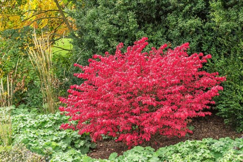 Winged spindle bush (Euonymus alatus 'Compactus')