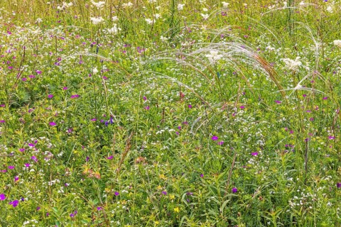 Blooming meadow with wildflowers like bloody crane's-bill (Geranium sanguineum) and feather grass