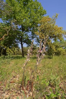 Violet limodore (Limodorum abortivum), Provence, southern France