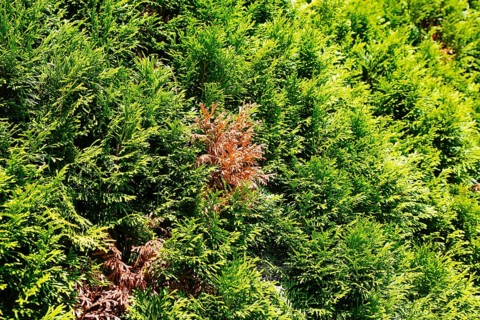 Thujas (Thuja), disease on thuja hedge, brown spots in rich green colour, arborvitae, evergreen