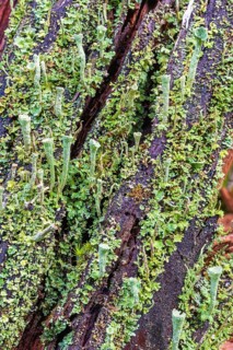 Trumpet cup lichen (Cladonia fimbriata) growing on a tree stump with other lichens