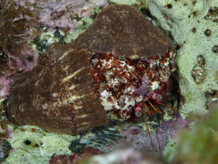 Red Hermit Crab (Dardanus Calidus) hiding in its shell in the Mediterranean Sea near Hyères. Dive