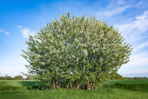 European bird cherry (Prunus padus), flowering, Lower Saxony, Germany