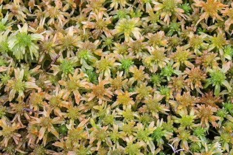 Marsh peat moss (Sphagnum palustre), Province of Drenthe, Netherlands