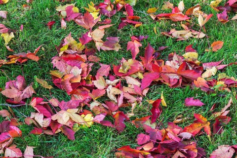 Fallen Acer tataricum 'Bergiana Flame' Amur Maple tree leaves fallen on green grass lawn in autumn,