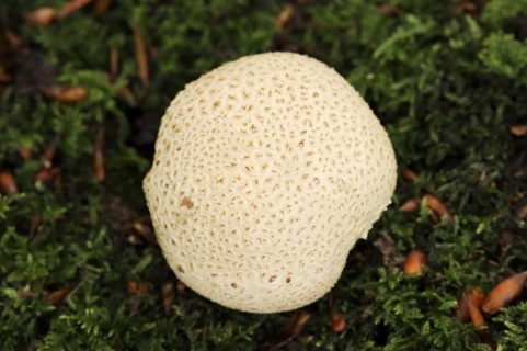 Common earthball (Scleroderma citrinum), North Rhine-Westphalia, Germany