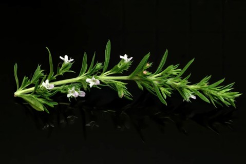 Summer savory (Satureja hortensis), also garden savory, true savory, pepperwort, family of the