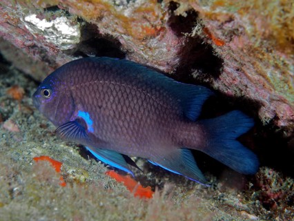 Neon damselfish (Abudefduf luridus), damselfish, dive site Los Cancajos, La Palma, Canary Islands,