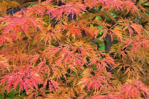 Acer palmatum x pseudosieboldianum 'Jack Frost Ice Dragon' - Hydrid Smooth Japanese Maple tree