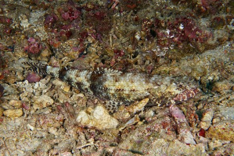 A camouflaged fish, gracile lizardfish (Saurida gracilis), lies almost invisible on a rocky seabed,