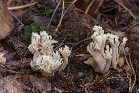Comb-shaped club fungus (Clavulina coralloides) in mixed forest, Franconia, Bavaria, Germany