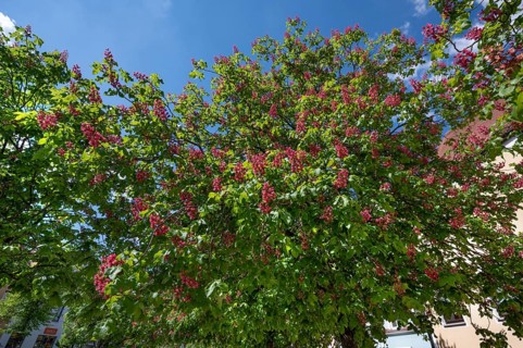 Flowering red chestnut tree (Aesculus pavia), Bavaria, Germany