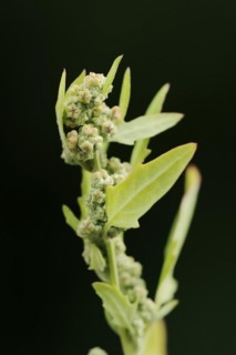 Red goosefoot or red goosefoot (Oxybasis rubra, Chenopodium rubrum), North Rhine-Westphalia,