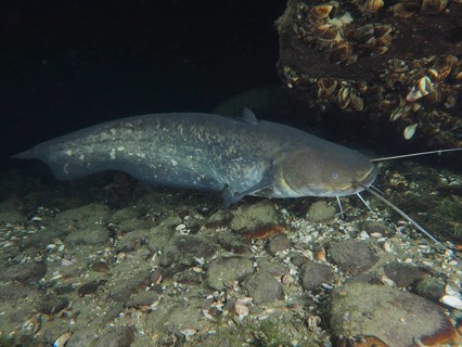 A catfish (Silurus glanis), Waller, swimming along stony bottoms with mussels in the water, dive
