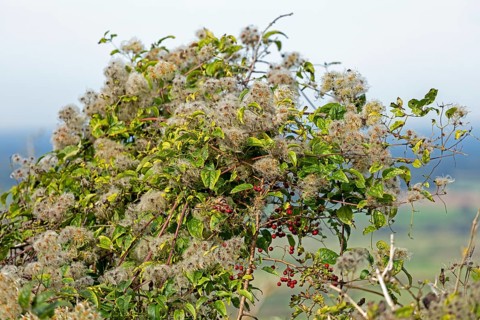 Seed heads, knotweed (Fallopia baldschuanica), Truleigh Hill, Shoreham by Sea, South Downs, West