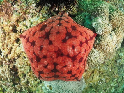 Spiny cushion star (Culcita novaeguineae), dive site Mermaid Cove, Qantab, Oman