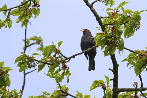 Common Blackbird (Turdus merula) male singing from tree in spring