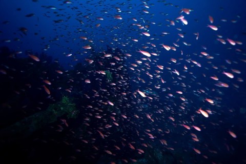 A shoal of Mediterranean flagfish (Anthias anthias) swimming in a deep blue sea, dive site Wreck le