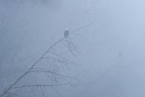 Bald Eagle (Haliaeetus leucocephalus), Alaska, USA