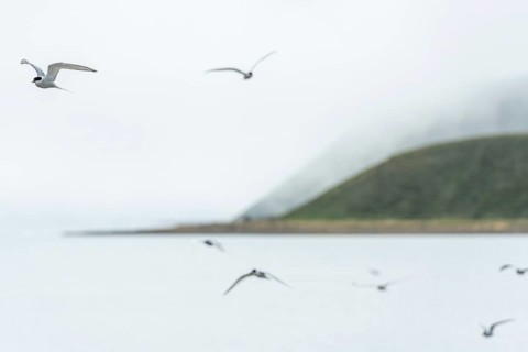 Arctic terns (Sterna paradisea) in flight, near Hofsos or Hofsós, Skagafjörður, Norðurland, Iceland