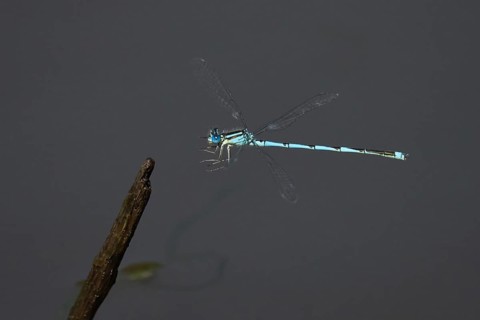Goblet-marked damselfly (Erythromma lindenii) m approaching deadwood, Hesse, Germany