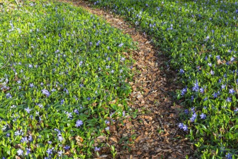 Lesser periwinkle (Vinca minor), Apocynaceae, forest edge, hiking trail, Rauer Stein, Irndorf,