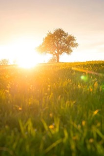 A single tree stands out against the light of the setting sun in a meadow, Gechingen, district of