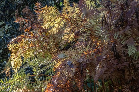 Royal fern (Osmunda regalis) in autumn foliage, Emsland, Lower Saxony, Germany