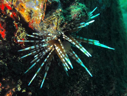 Colourful patterned sea urchin with long, pointed spines, banded sea urchin (Echinothrix