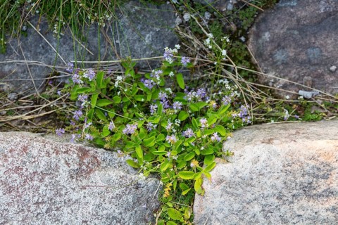 Veronica officinalis (Veronica officinalis) between stones in the Giant Mountains, Czech Republic