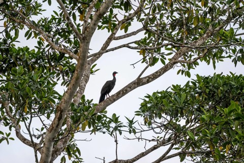 Crested guan (Penelope purpurascens) sitting in a tree against a white sky, tropical rainforest,