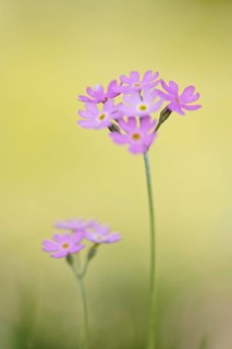 Primula farinosa, Upper Bavaria, Bavaria, Germany