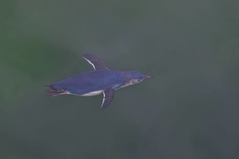 Little Penguin (Eudyptula minor) diving, Stewart Island, New Zealand