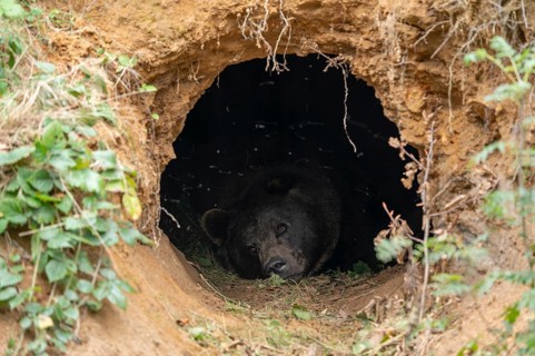 Brown bear (Ursus arctos) lying in its self-dug den, captive, Germany
