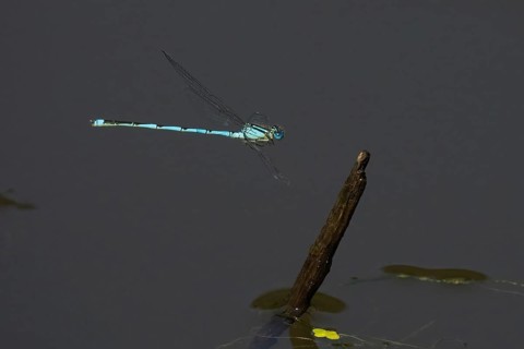 Goblet-marked damselfly (Erythromma lindenii) approaching deadwood, Hesse, Germany